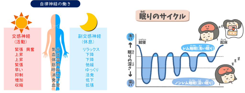 自律神経の働きと睡眠